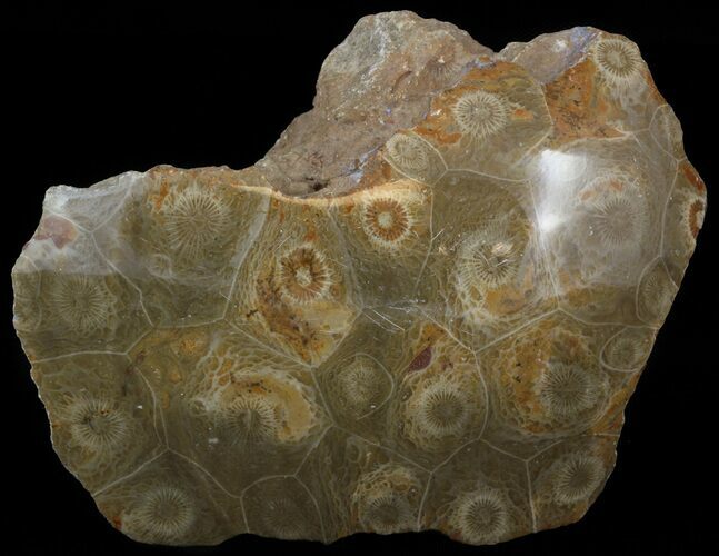 Polished Fossil Coral Head - Morocco #44907